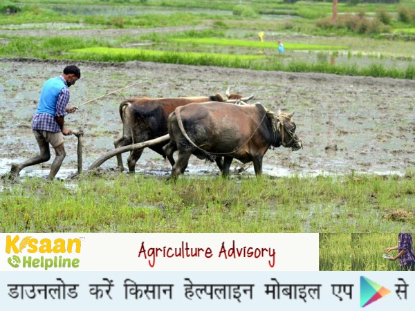 जम्मू-कश्मीर के किसान भाइयों के लिए कृषि वैज्ञानिकों ने जारी की विशेष कृषि सलाह